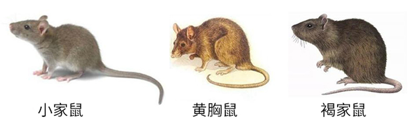 西安灭鼠公司