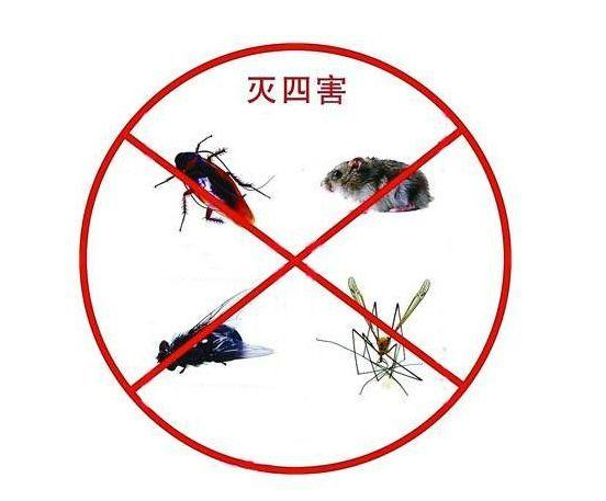 西安灭老鼠公司