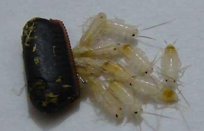 西安灭老鼠公司