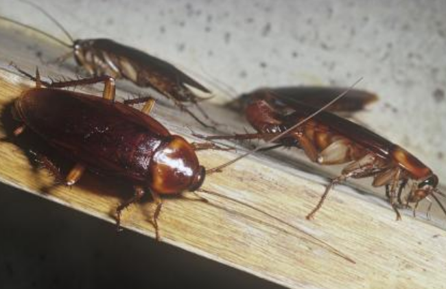 西安灭老鼠公司