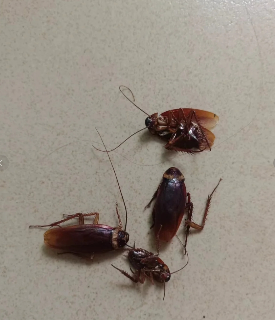 西安灭蟑螂公司