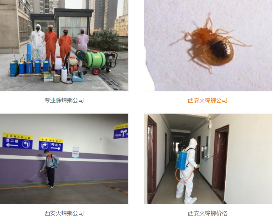 西安灭蟑螂公司