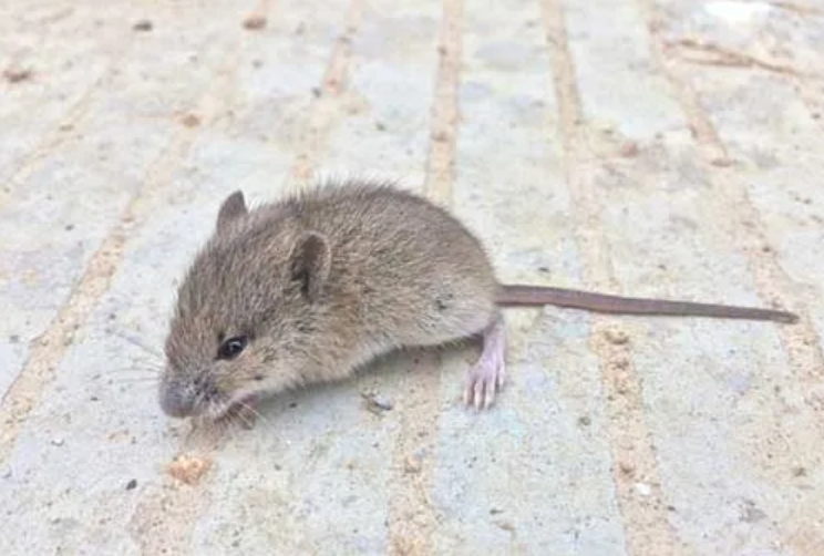 西安灭老鼠公司