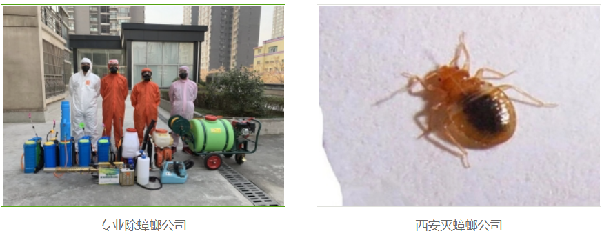 西安灭蟑螂公司