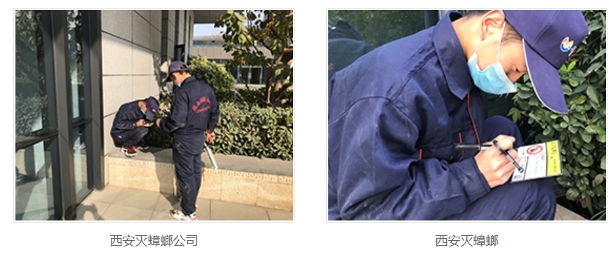 西安灭蟑螂公司