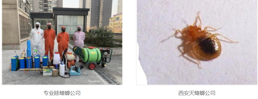 西安灭蟑螂公司