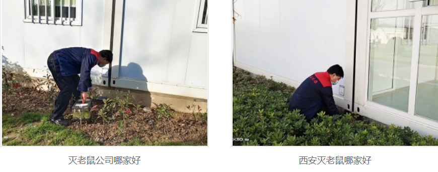西安灭老鼠公司