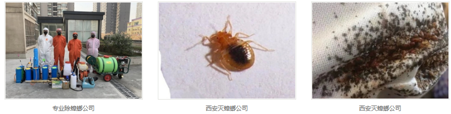 西安灭蟑螂公司