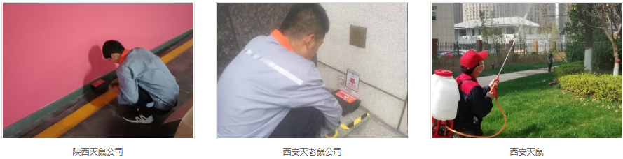 西安灭老鼠公司