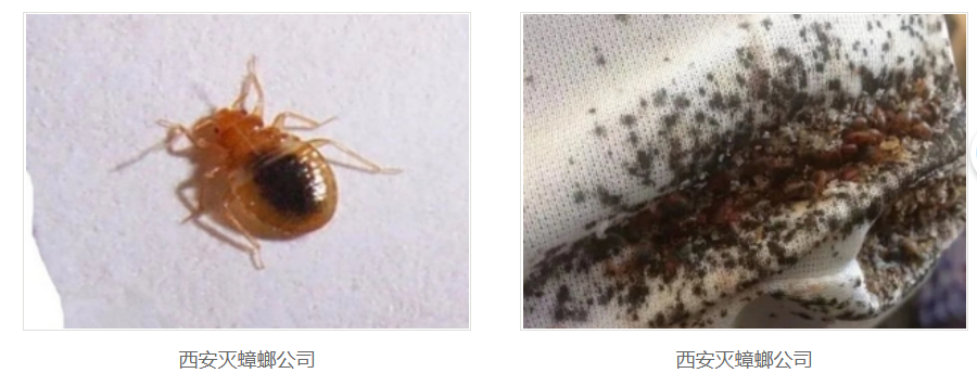 西安灭蟑螂公司