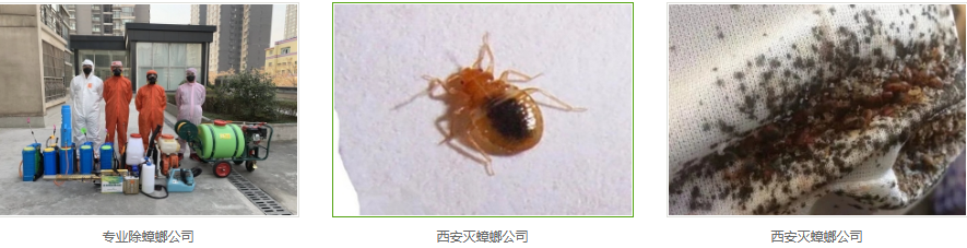 西安灭蟑螂公司 西安灭蟑螂公司